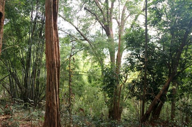 Bình Thuận: Ứng dụng công nghệ trong quản lý tài nguyên rừng