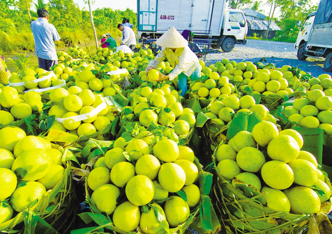 Khuyến khích, hỗ trợ phát triển các vùng trồng (PUC)