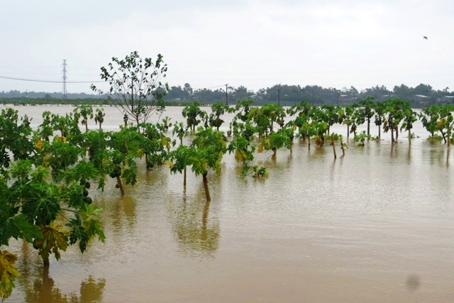 Tập trung ứng phó ngập lụt do mưa lớn