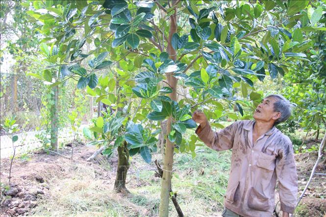 Bảo vệ vườn cây ăn trái mùa nắng nóng