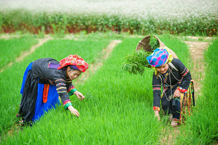 Đẩy nhanh hoàn thiện hồ sơ giao vốn các chương trình mục tiêu quốc gia