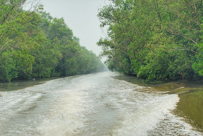 Rừng ngập mặn Cà Mau