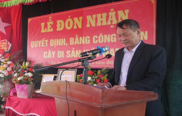 Hai cây đa cổ thụ ở Hải Phòng được công nhận Cây Di sản Việt Nam