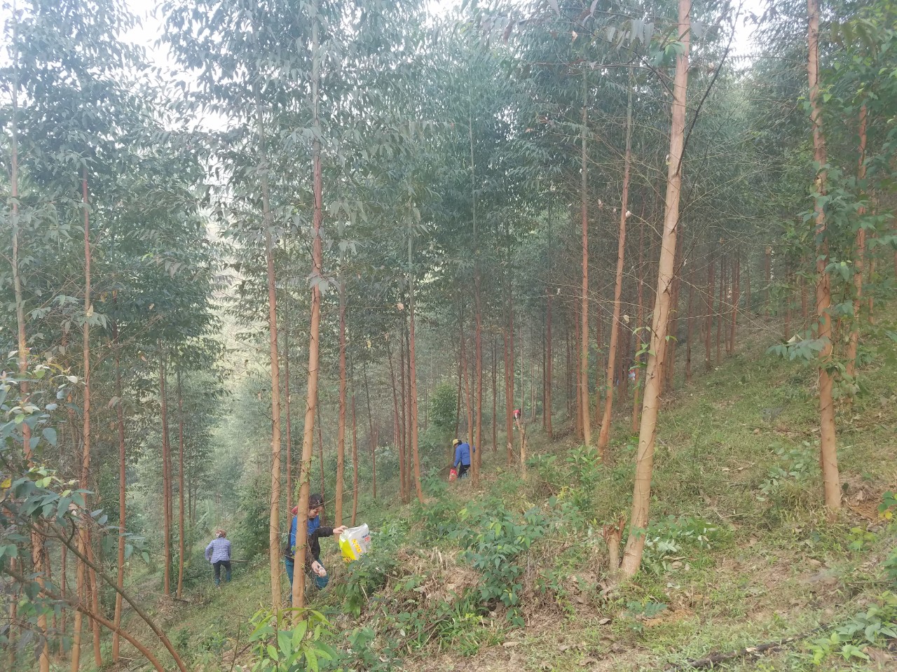 Người dân xã Đội Cấn phát triển kinh tế đồi rừng.