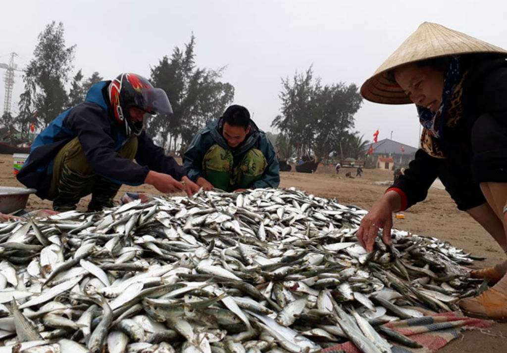 Ngư dân Thanh Hóa trúng đậm vụ cá trích đầu năm