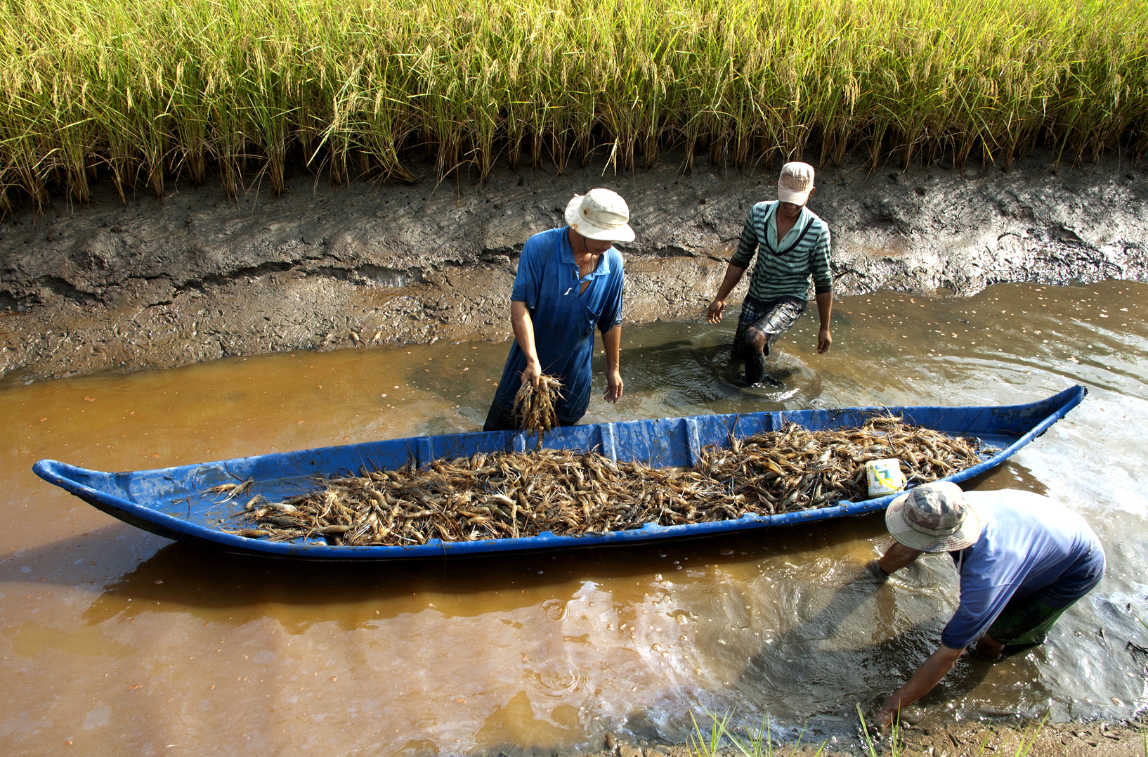 Tạo đột phá cho mô hình lúa – tôm trong sản xuất nông nghiệp