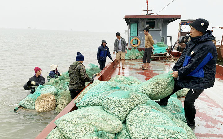 Khai thác tiềm năng nuôi ngao tại các tỉnh phía nam đồng bằng sông Hồng