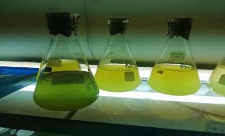 Thực hiện nuôi cấy tảo trong xử lý nước thải