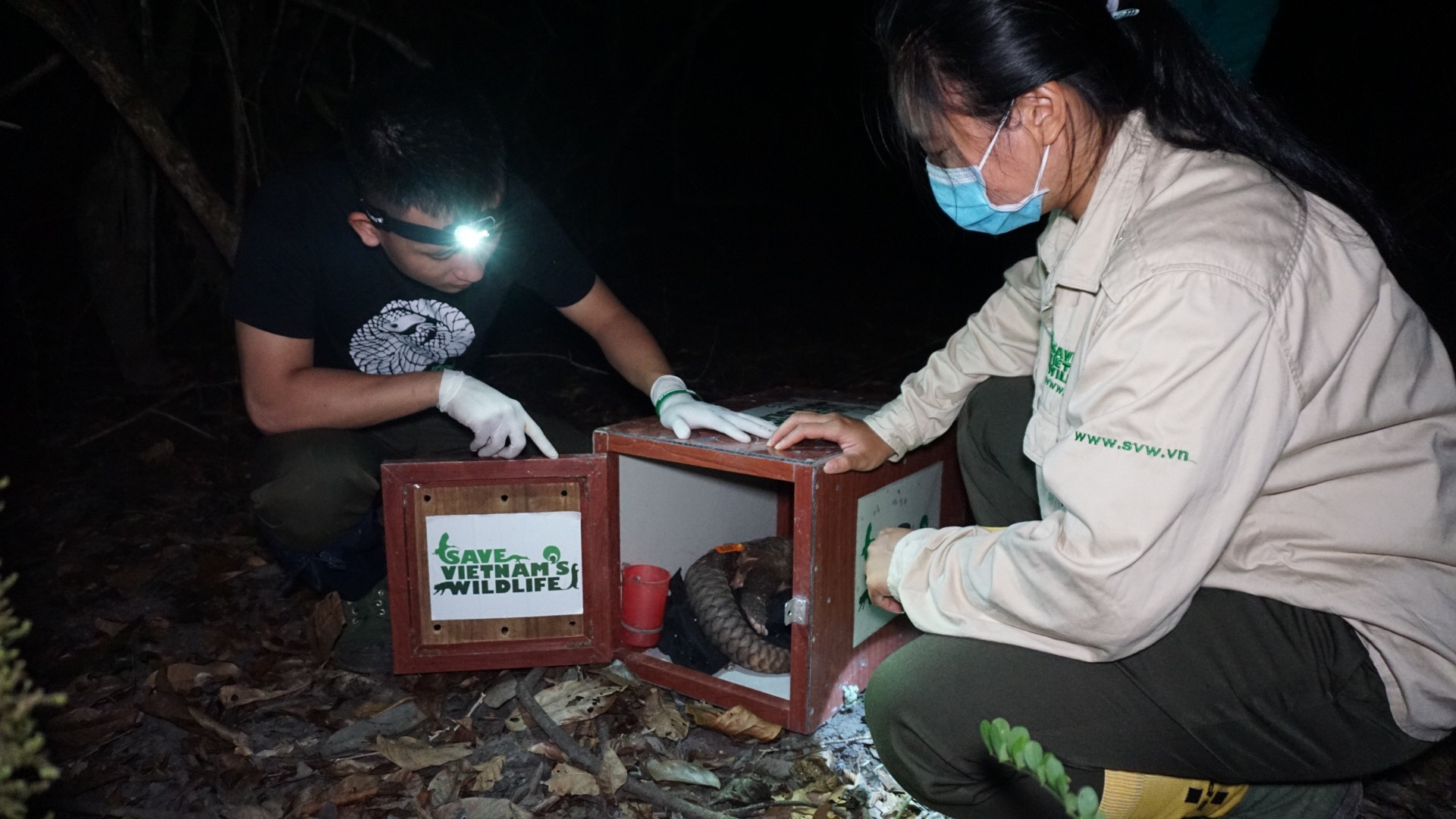Vườn Quốc gia Cúc Phương tái thả 12 cá thể tê tê Java