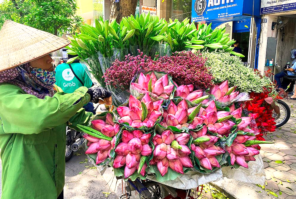 [Photo Story] Hoa sen – Nét đặc trưng của “Thu Hà Nội”