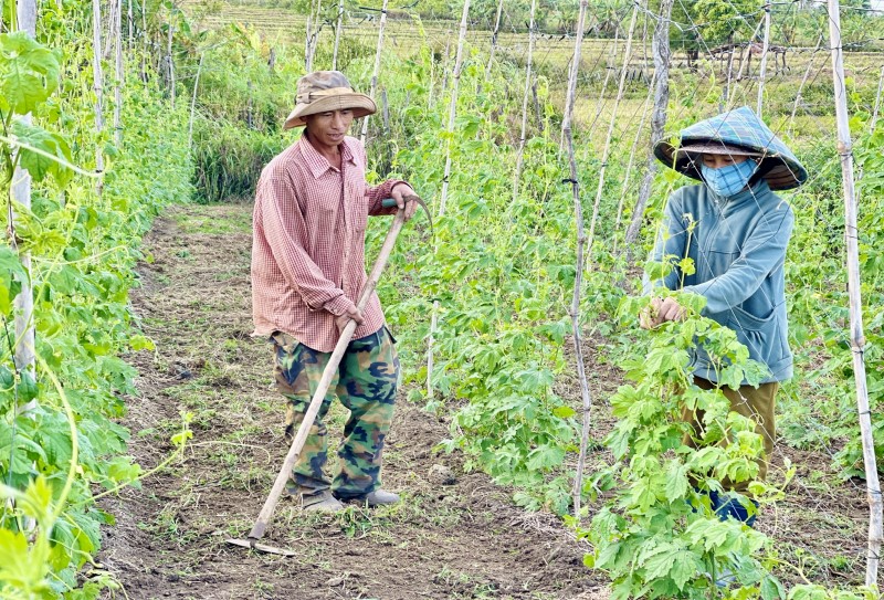 Gia Lai: Phát triển các vùng sản xuất rau an toàn, tập trung