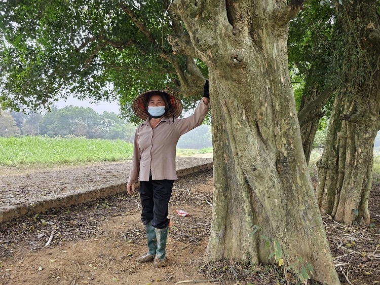 Rặng duối ở Đường Lâm đang bị nhiều tác động ảnh hưởng đến sự sống