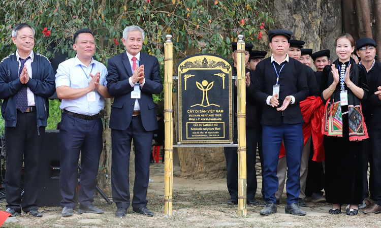 [Photo Story] Du sam cổ thụ trên 1.000 năm ở Sơn La được công nhận Cây Di sản Việt Nam