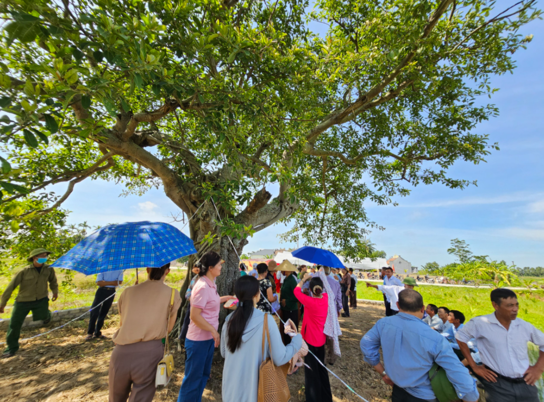 [Photo Story] Chiêm ngưỡng cây đa cổ thụ trên 300 năm ở Hải Phòng được công nhận Cây Di sản