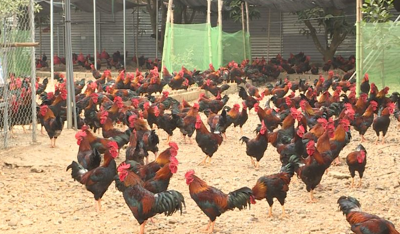 Đẩy mạnh xúc tiến thương mại, gỡ khó cho ngành chăn nuôi