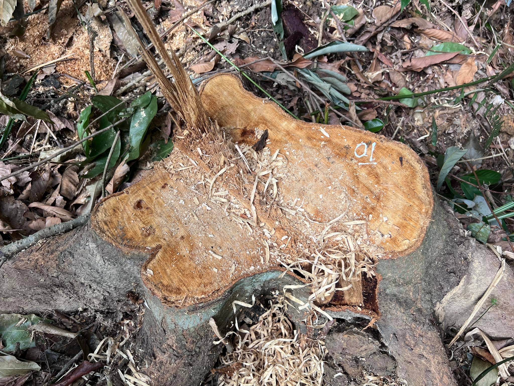 Rừng khoanh nuôi tự nhiên ở Hương Sơn bị chặt phá