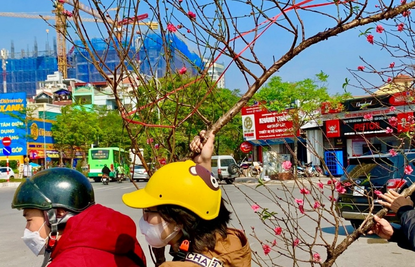 [Photo Story] Hà Nội: Đường Lạc Long Quân ngập tràn sắc hoa những ngày giáp Tết