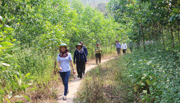 Gia Lai: Đề xuất nâng mức hỗ trợ trồng rừng