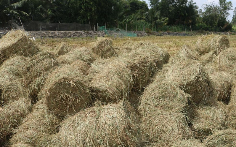 [Nguồn nguyên liệu chăn nuôi] Cần tận dụng tài nguyên trong nước