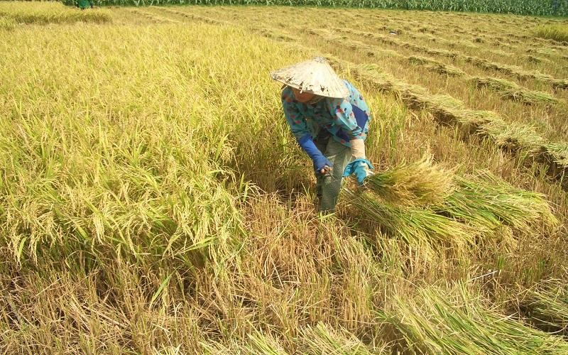 Chuyển đổi sản xuất nông nghiệp giúp đạt mục tiêu giảm phát thải
