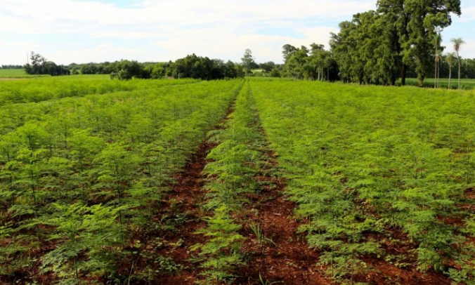 Vùng trồng dược liệu tối thiểu phải có diện tích từ 210 ha