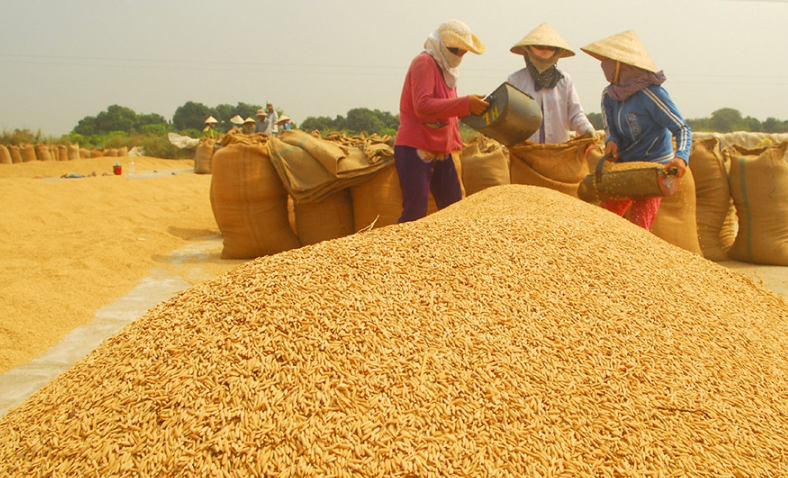 Đảm bảo ‘6 nguyên tắc’ trong sản xuất lúa hữu cơ