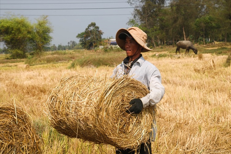 Chủ động nguồn nguyên liệu trong nước để phục vụ chăn nuôi