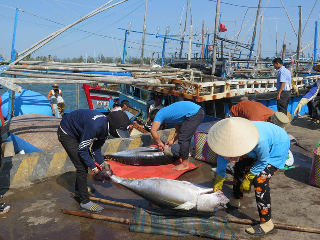 Nhiều chuyển biến tích cực trong chống khai thác IUU