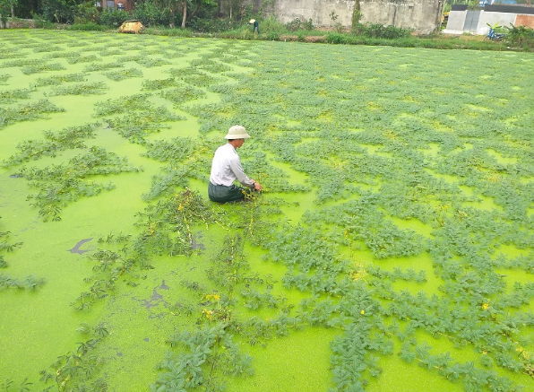 Gian nan nghề trồng rau nhút