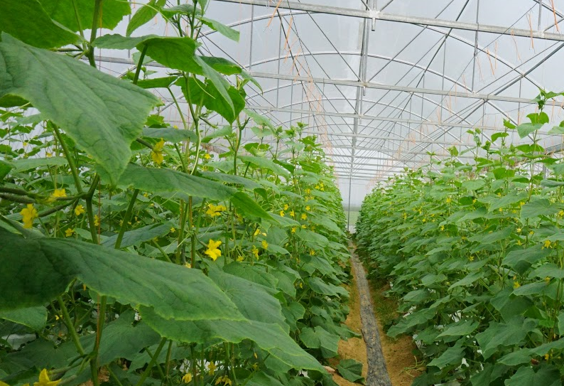 Phát triển nền nông nghiệp xanh