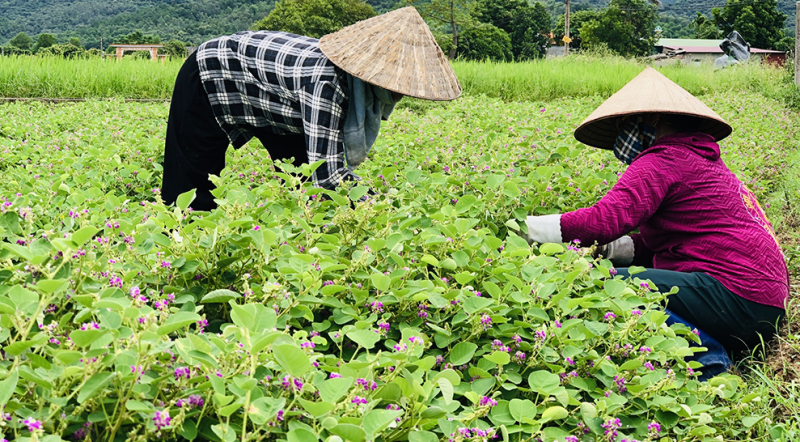 Tăng cường phòng, chống vận chuyển trái phép dược liệu qua biên giới