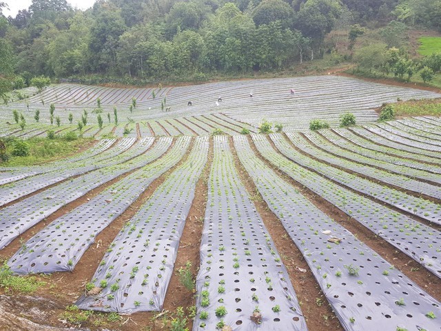 Đẩy mạnh sản xuất nguyên liệu làm thuốc