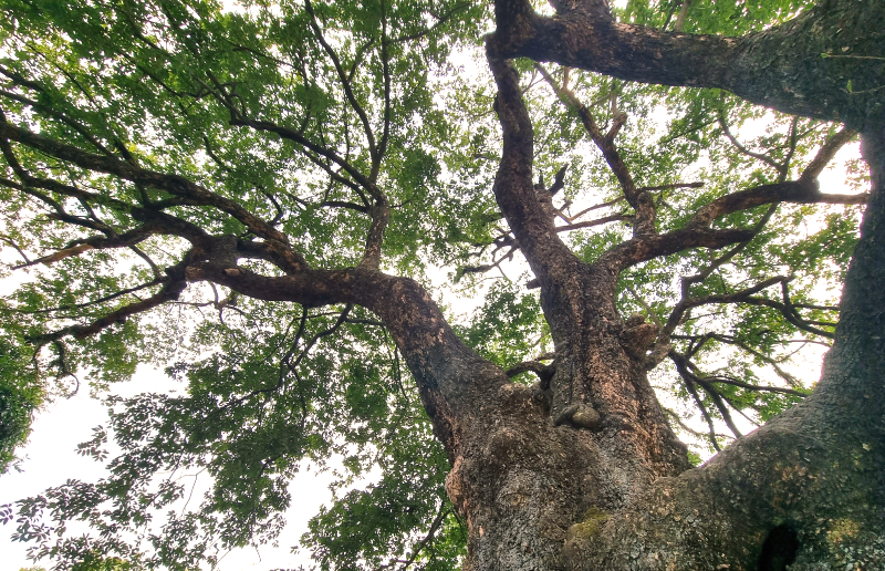 [Photo Story] Cây thị Di sản – Báu vật của dân làng Phù Long