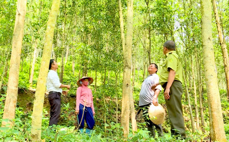 Triển khai các giải pháp phát triển kinh tế rừng vùng trung du và miền núi phía Bắc