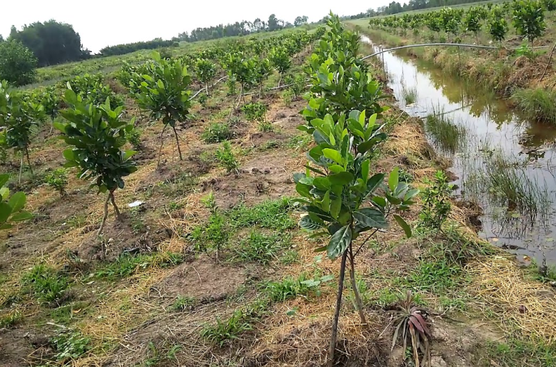 Giải pháp phát triển cây ăn quả chủ lực đến năm 2025 và 2030