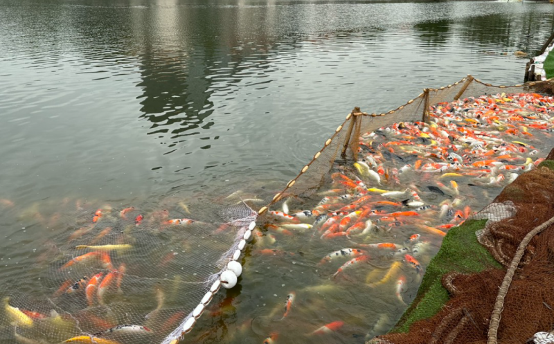 [Photo Story] Di chuyển toàn bộ 8 tấn cá koi khỏi hồ Đầm Đông