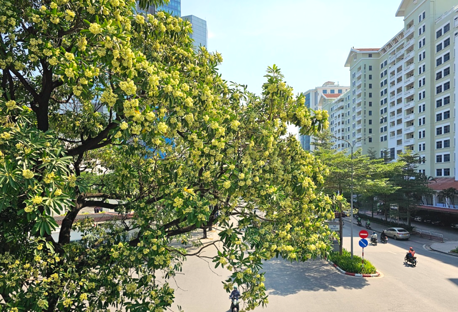 [Photo Story] Hà Nội mùa hoa sữa