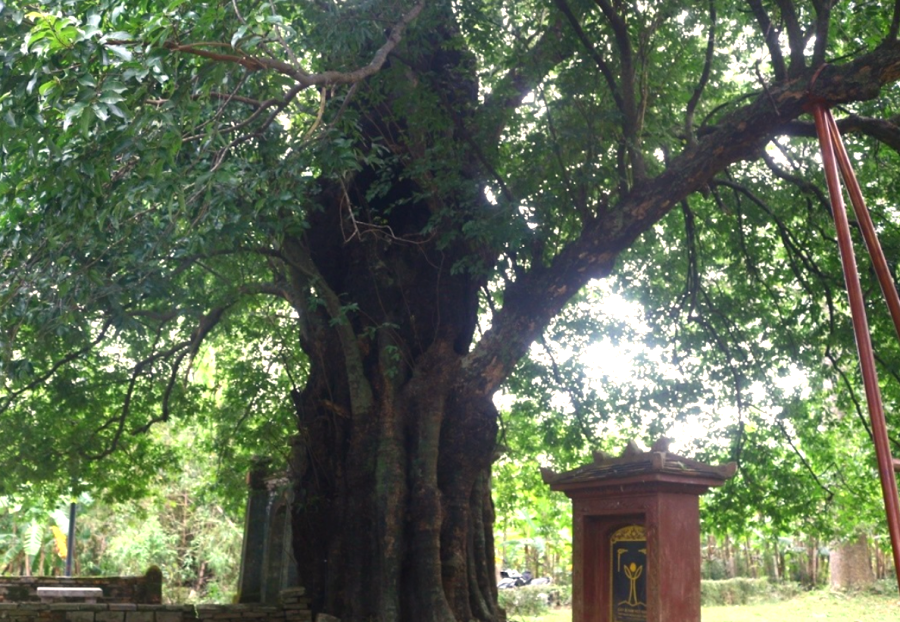 [Photo Story] Chiêm ngưỡng cây thị cổ thụ ở Thừa Thiên-Huế được công nhận Cây Di sản Việt Nam