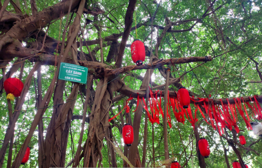 Hội đồng Cây Di sản: 18 cây cổ thụ đủ điều kiện công nhận Cây Di sản Việt Nam
