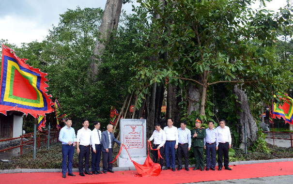 Đa và thông cổ thụ 1.000 năm ở Vĩnh Phúc được công nhận Cây Di sản Việt Nam