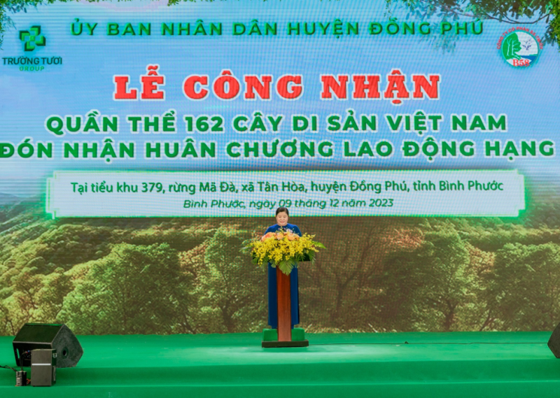 Quần thể cây cổ thụ ở Bình Phước được công nhận Cây Di sản Việt Nam