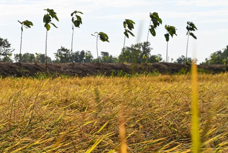 [COP28] Nhiều quốc gia thể hiện tinh thần, trách nhiệm trong ứng phó biến đổi khí hậu