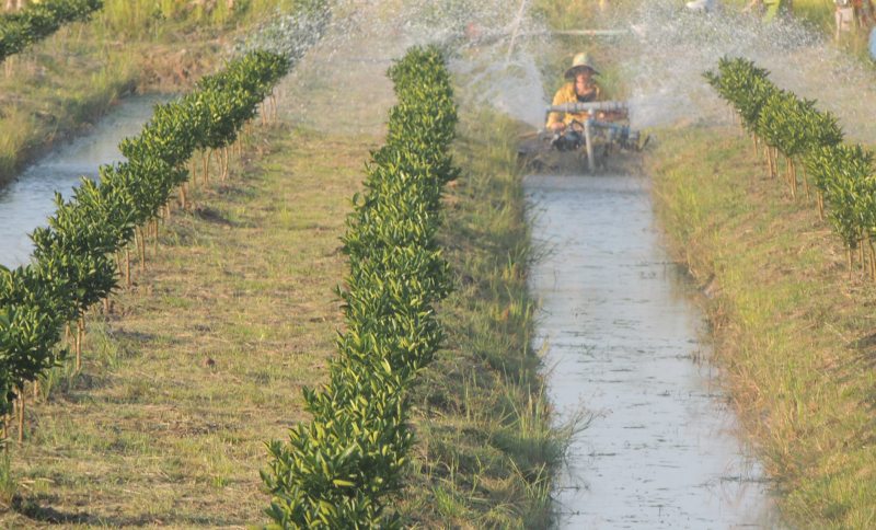 [Cảnh báo] Một số địa phương khu vực ĐBSCL có khả năng bị hạn mặn cục bộ