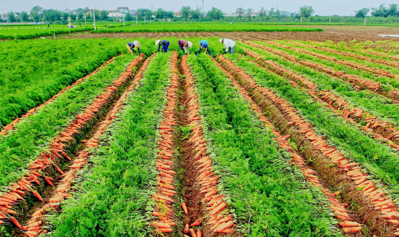 Cần chuyển đổi tư duy từ ‘sản xuất nông nghiệp’ sang ‘kinh tế nông nghiệp’