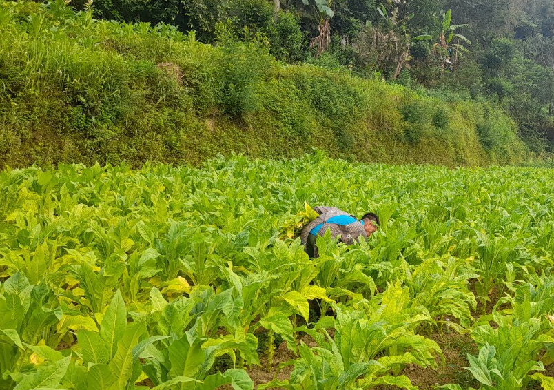 Nhiều quy định mới liên quan đến sản xuất, kinh doanh thuốc lá