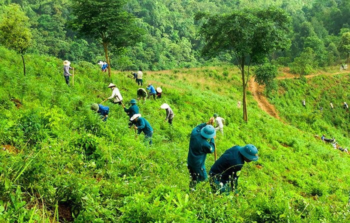 Diện tích rừng trồng mới trong tháng 01 giảm so với cùng kỳ