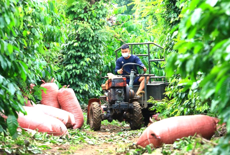 “Nông nghiệp xanh” – Giải pháp hiệu quả ứng phó biến đổi khí hậu