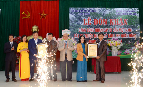 Hà Nội: 2 đa cổ thụ gần 400 năm được công nhận Cây Di sản Việt Nam
