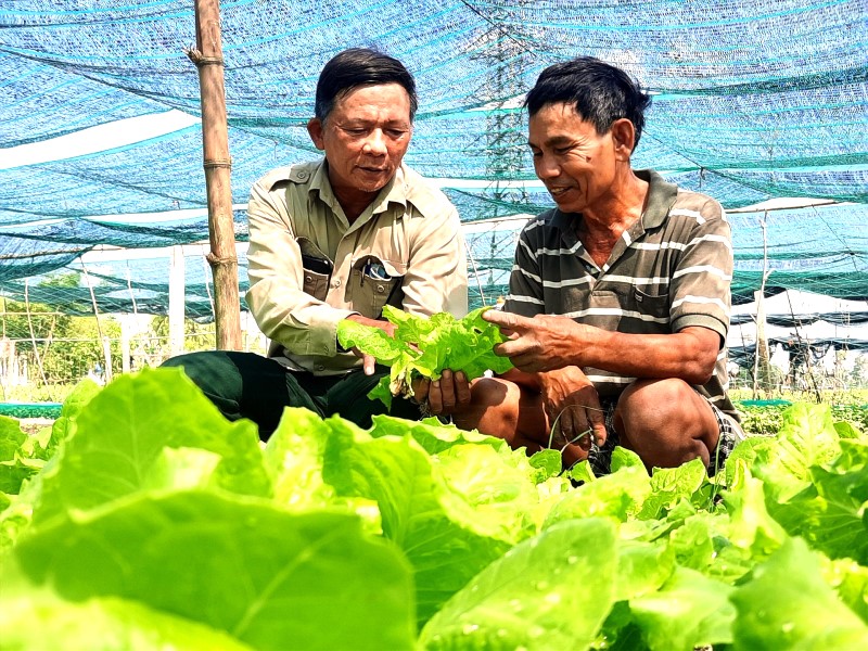 Doanh thu bình quân của hợp tác xã đạt gần 3,6 tỷ đồng mỗi năm