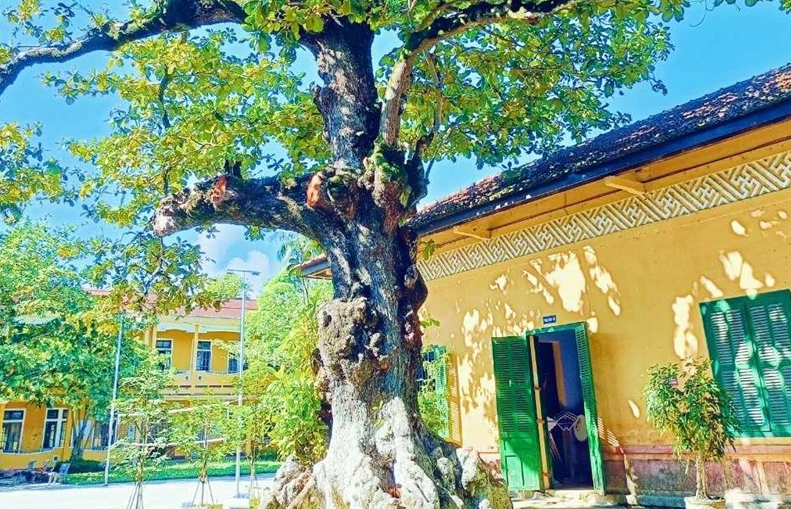 Bàng cổ thụ trên 100 năm ở Thừa Thiên-Huế được công nhận Cây Di sản Việt Nam